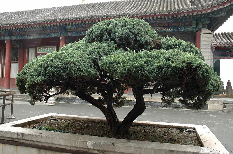 peking08_119